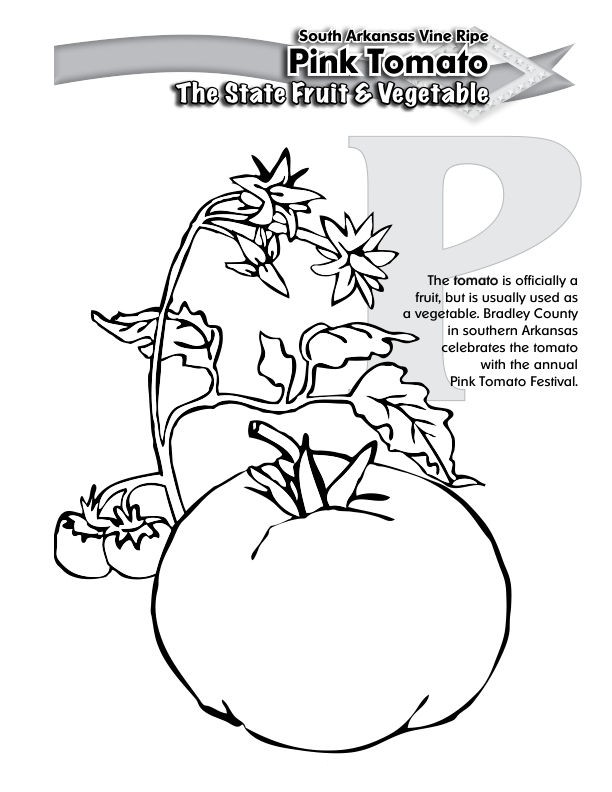 Arkansas pink tomato state fruit coloring page